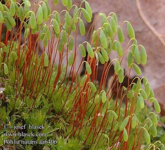 Lophozia ventricosa grokornflik (s + l) Mnium ambiguum glennetornemose (s) Mnium hornum kysttornemose (s) Mylia taylorii raudmuslingmose (l) Plagiochila asplenioides prakthinnemose (sb) Plagiochila