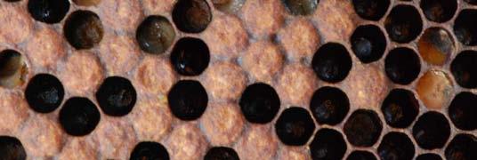 larvene dør i forseglede celler Voksne bier kan