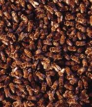 til grå Nykrøpne bier har mer behåring enn eldre bier Ekskrementene er brune til sortbrune,
