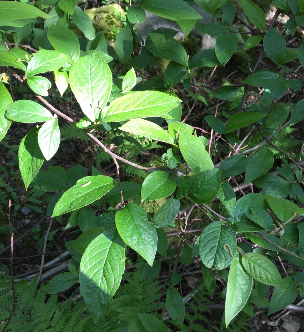 Forbode å selje i Noreg FRAMANDE MISPELARTAR Cotoneaster spp Opphav: Europa, Nord-Afrika og Asia Høgda varierer mellom 0,5 og 4 meter.