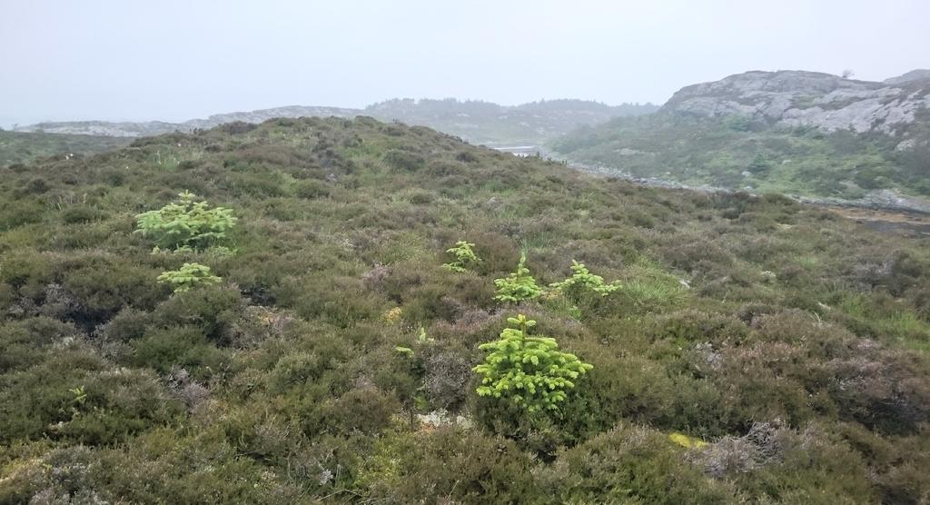 edelgran, vestamerikansk hemlokk, buskfuru Særleg dei nordamerikanske artene sitkagran (Picea sitchensis) og vestamerikansk hemlokk (Tsuga heterophylla) veks raskt og produserer store mengder