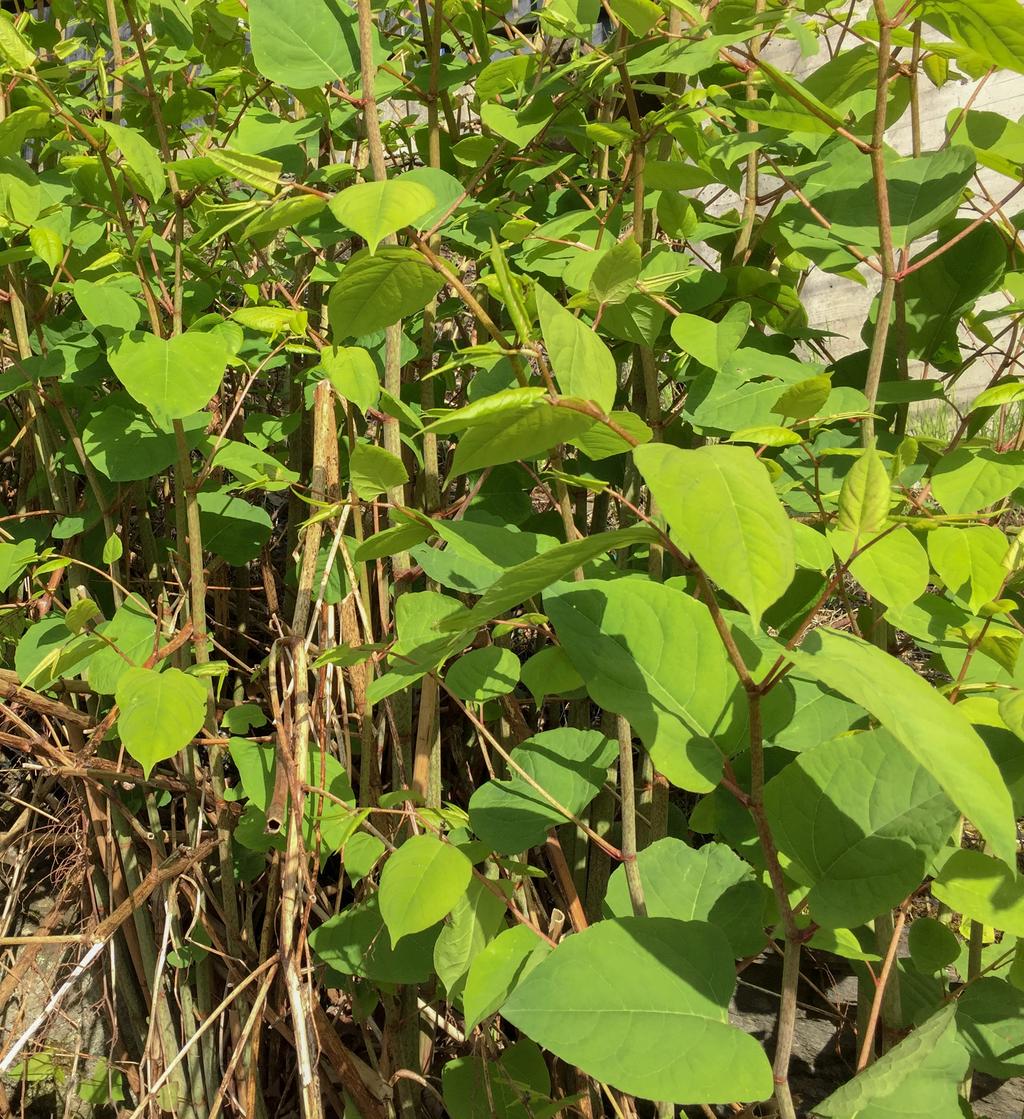 PARKSLIREKNE Forbode å selje i Noreg Reynoutria japonica Opphav: Nordaust-Asia. Kraftige, grøne stenglar, 1-4 meter høge med store, breie, spisse og læraktige blad som er 10-30 cm lange.