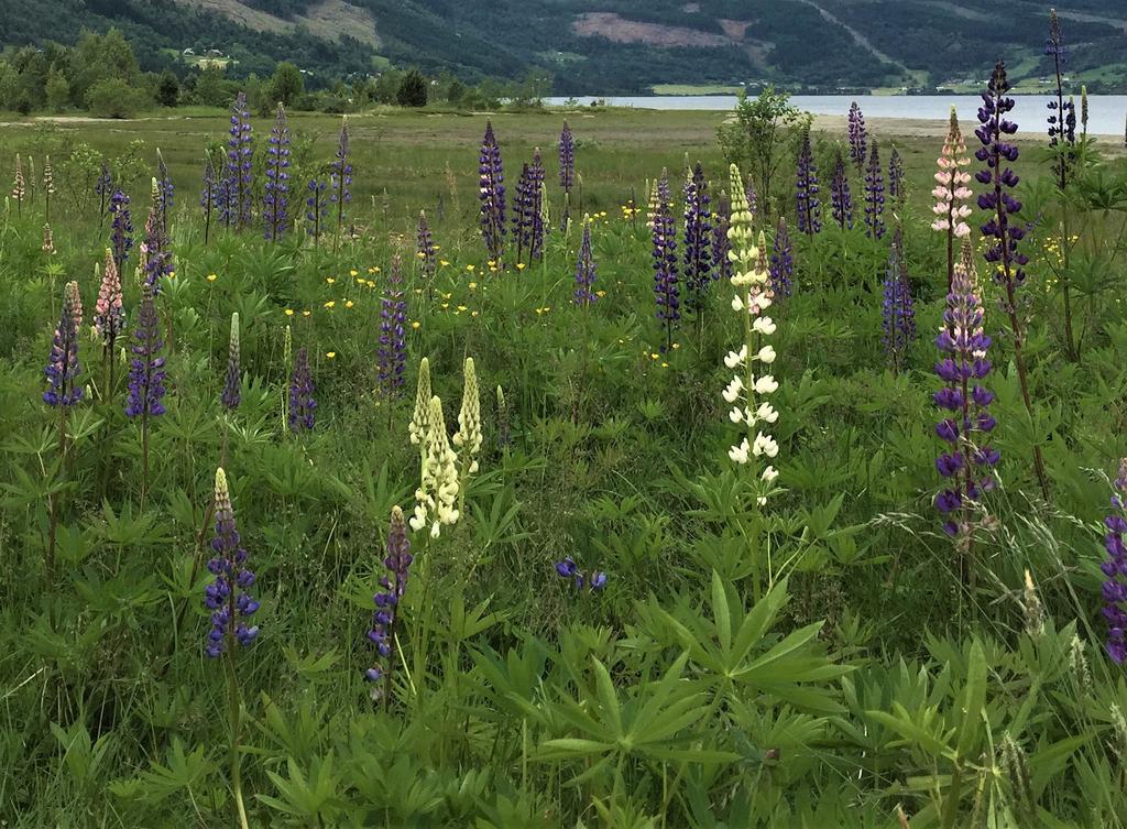 Kvar plante kan produsere mange hundre frø, som kan ligge i jorda i mange år utan å miste spireevna. Forbode å selje i Noreg.