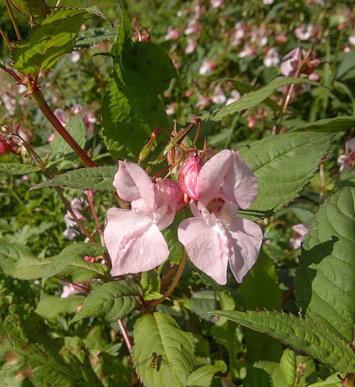 KJEMPESPRINGFRØ Impatiens glandulifera Opphav: Himalaya og Sentral-Asia Eittårig, hurtigveksande.