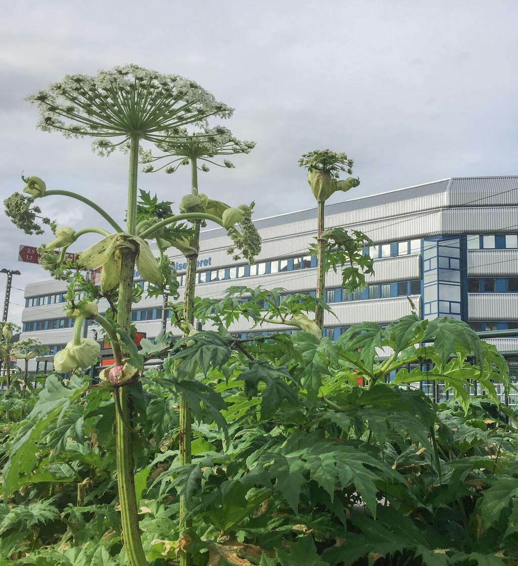 KJEMPE BJØRNEKJEKS OG TROMSØPALME Forbode å selje i Noreg Heracleum mantegazzianum og Heracleum persicum Opphav: Tyrkia, Iran, Irak og Kaukasus 3-4 meter høge og kraftige skjermplantar.