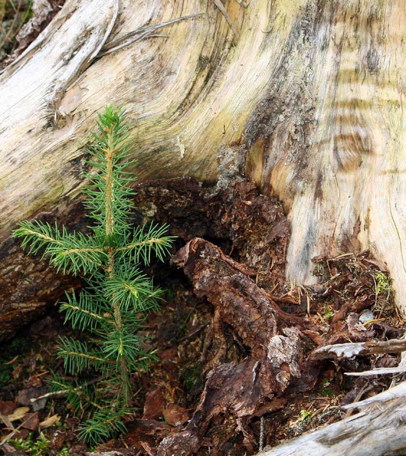 MjøsNytt Informasjon fra Mjøsen Skog BA 2 2010 Ny skog er god klimapolitikk