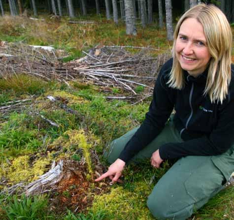 Les mer på www.mjosen.no ge plantene FOTO: JON HARBY For å oppnå best effekt av markberedning, er det viktig at plantene blir plassert riktig.