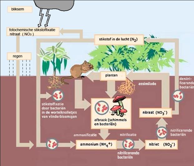 Nitrogen i mange ulike former N x 6,25 = råprotein N2 = nitrogen