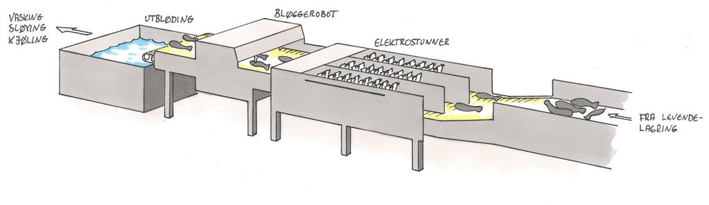 Figur 11. Uavhengig av valgt løsning for å holde fisken levende, overføres fisken fra levendetank eller slusekammer til enhet for automatisk bedøving og bløgging.