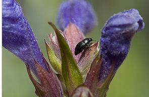 juni Langlivet Insektpollinering