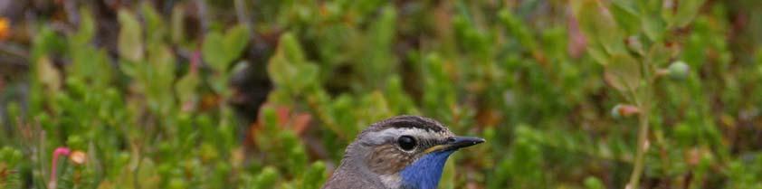 3.4 Planområdets verdi 3.4.1 Vegetasjon og flora Våre undersøkelser viser at størsteparten av planområdet består av vidt utbredte natur- og vegetasjonstyper med ingen registrerte arter som er sjeldne