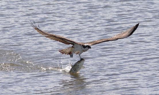 2012: 1 ind overflygende, passerte tårnet i lav høyde mot nord 15.4 (JEN, SST). Sivhauk Status: Fåtallig. Nesten årlig. Sist sett i 2011. Myrhauk 2012: 1 hunn overflygende 13.4 (JNY).