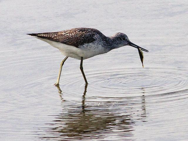 DVERGSNIPE Status: Nesten årlig i lite antall på trekk. Sist observert i 2010. Temmincksnipe Status: Årlig i lite antall på trekk. 2012: 2 ind 19.5 (SST), 1 ind. 20.5 (BEL, JVI), 2 ind 26.