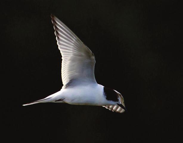 2012: Ble sett på 82 dager i perioden 28.4-29.8. Største antall var 8 ind. 19.7 (JVI). Rødnebbterne Status: Nesten årviss i lite antall. 2012: 1 ad overflygende 2.6 (JEN), 1 1K ind stasjonær 31.7-4.