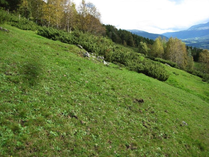 Figur 3 Arnekleiv øst i Dovre kommune, naturbeitemark, verdi B (lok. 709).