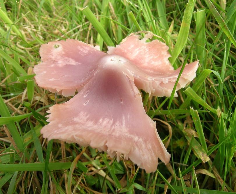 Rosa vokssopp Hygrocybe calyptriformis (CR) Figur 4 Utbreiing og foto av rosa vokssopp Hygrocybe calyptriformis. Foto: John Bjarne Jordal.