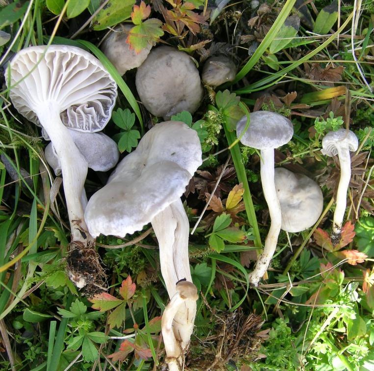 Tinnvokssopp Hygrocybe canescens (EN) Figur 5 Utbreiing og foto av tinnvokssopp Hygrocybe canescens. Foto: John Bjarne Jordal.