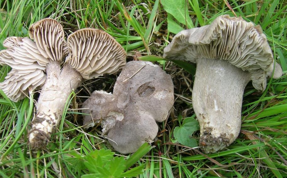 Grå narremusserong Porpoloma metapodium (EN) Figur 7 Utbreiing og foto av grå narremusserong Porpoloma metapodium. Foto: John Bjarne Jordal.