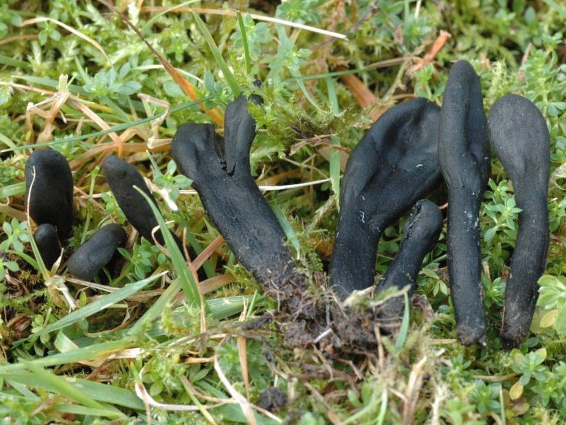 Vranglodnetunge Trichoglossum walteri (VU) Figur 8 Utbreiing og foto av vranglodnetunge Trichoglossum walteri. Foto: Per Fadnes.