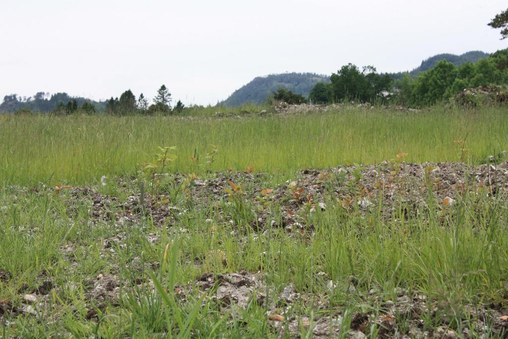 Svartelista planter (Parkslirekne) kjempeproblem i