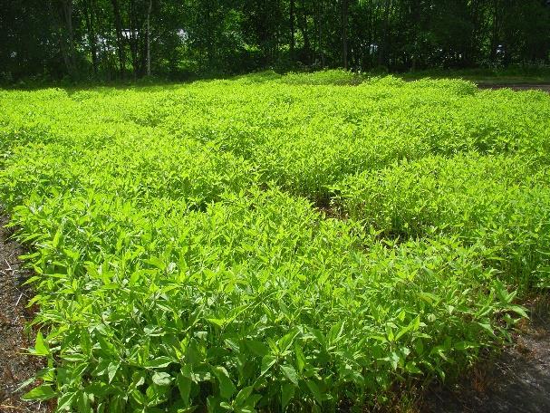 sopp (storknolla råtesopp) siden plantene/knollene står i jorda i mange år.