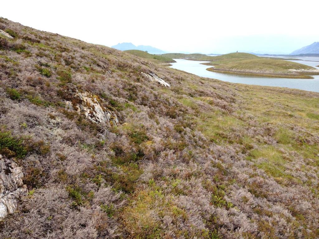 Bilde 2: Den sørlige delen av Buøya har stor andel av død røsslyng og bør brennes for å bedre beitegrunnlaget.