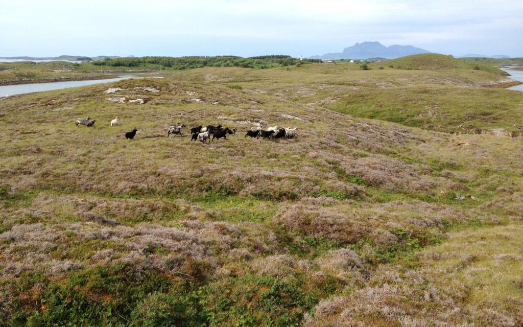 Bilde 3: Ni søyer med 13 lam av GNS beitet på Buøya i