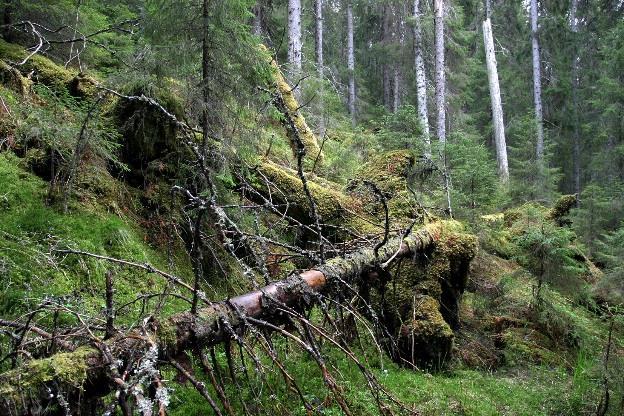 Miljøinformasjon Liggende død ved, volum Miljøregistrering i skog (MiS) Kantsoner Livsløpstrær Naturlig foryngelse av introduserte treslag Skogskader Råte