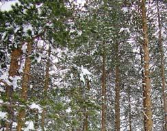 Klima og miljø CO 2 -binding i skog Skog er av flere årsaker veldig viktig i klimasammenheng. Skog i vekst binder karbon.