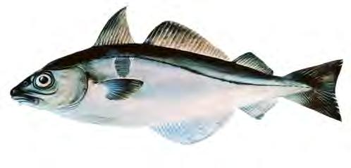 I tillegg til at fet fisk gir oss de viktige omega--fettsyrene, er fet fisk en naturlig kilde til vitamin D.