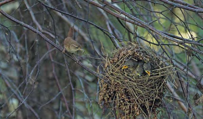 Sama auhinna sai ka laste hulgas võitnud Eve-Liis Pikker Peaauhinna saanud Peep Loorits seinale projitseeritud võidufoto Saarmas udus ees Vapramäe-Vellavere-Vitipalu sihtasutuse fotovõistluse Märka