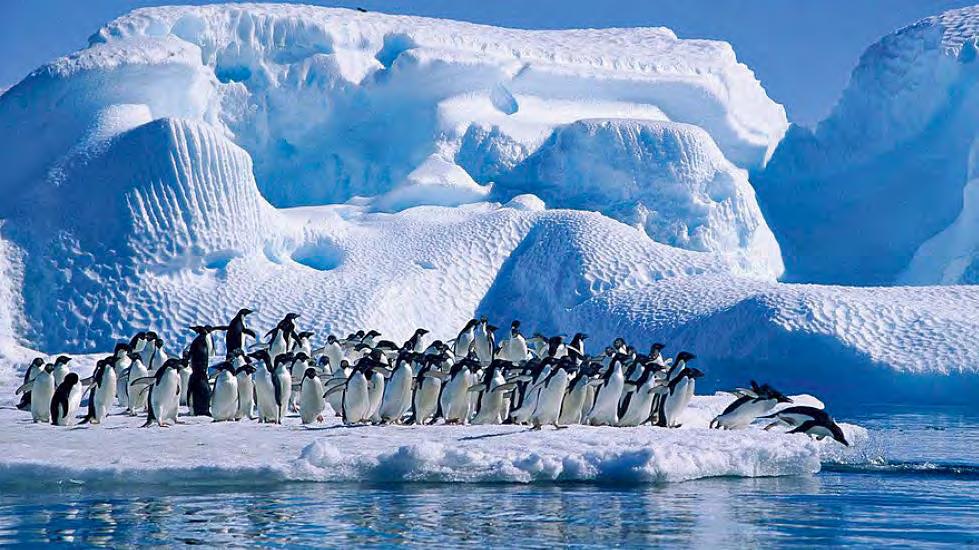 Sõnumid Foto: Wikimedia Commons Loodetavasti suudab Rossi mere kaitseala tagada ka adeelia pingviini heaolu Antarktikas on loodud maailma suurim merekaitseala Pärast üle kümne aasta väldanud