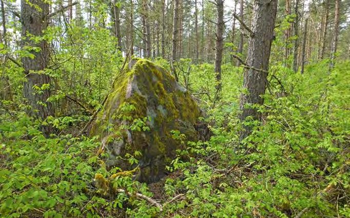 See tundub usutava tähendusnihkena, sest verev kontpuu on Hiiumaal haruldane [3].