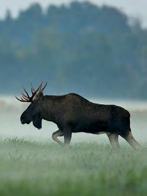 Sisukord Põder Foto: Jüri Jõepera 67. aastakäik Nr 12, detsember 2016 www.eestiloodus.