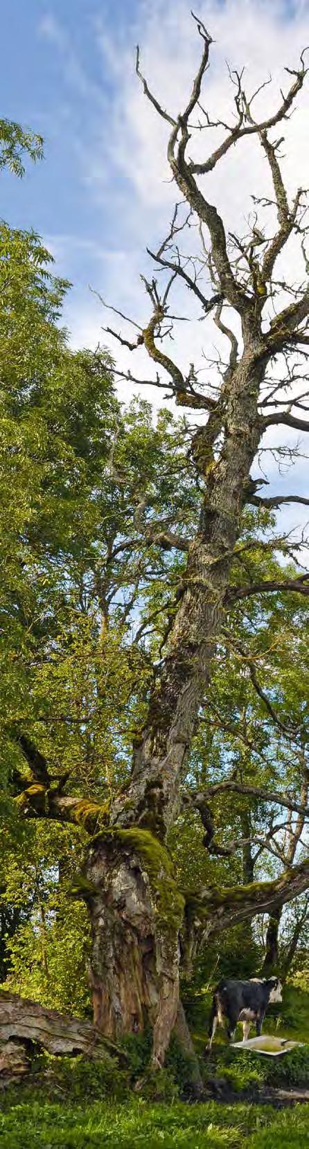 Huvitav Eesti Lautna hiis: esivanemate pärandist peame rohkem hoolima Fotod: Ahto Kaasik Ahto Kaasik Läänemaal Kirbla kihelkonna Lautna külas seisab karjamaa servas vana hiietamm.