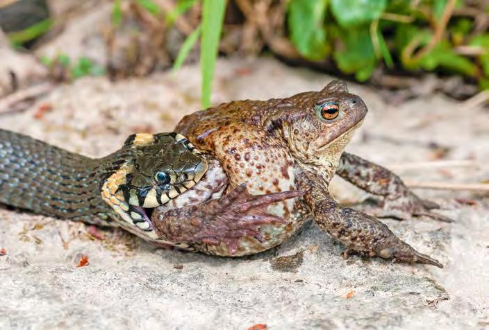 (eriauhind käituva looma foto