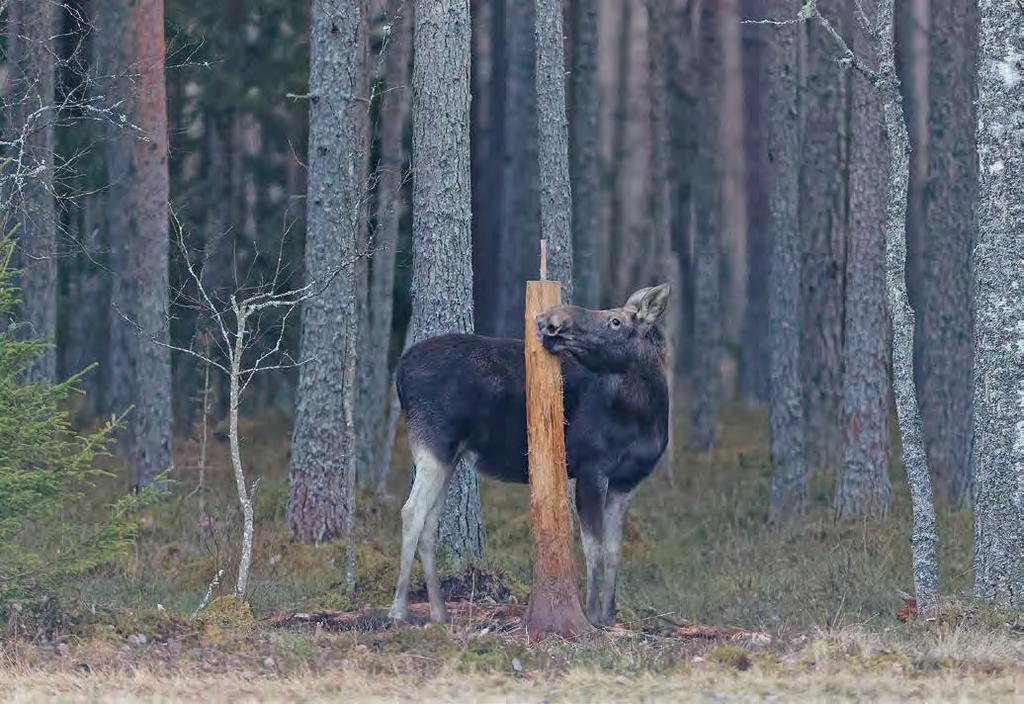 Metsast ja põllult Foto: Arne Ader Põder soolakupuu juures.