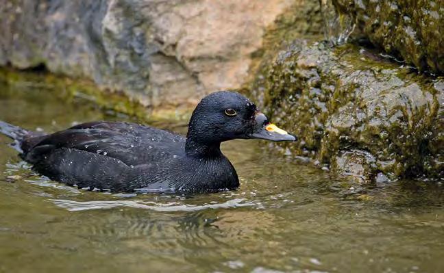 Pärast kaitseala loomist tehakse Euroopa Komisjonile ettepanek lisada kaitseala Natura võrgustikku Apollo loodus- ja linnualana.