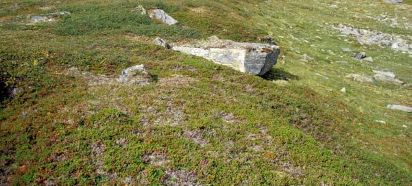 Det kan synes som gjengroing av kystlyngheia forbedrer beitet.