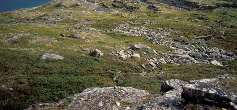 Lavheia har ikke beiteverdi for sau. Risheia har en del smyle, men ned mot skogrensa går smyleinnholdet ned og typen går gradvis over til kystlynghei.