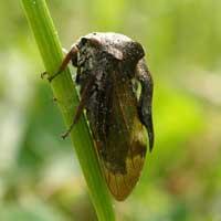 cinctus) Sikader Sikader er små insekter som lever av å suge saften ut av planter. De er mest utbredt i tempererte soner, men det finnes likevel over 300 arter i Norge.