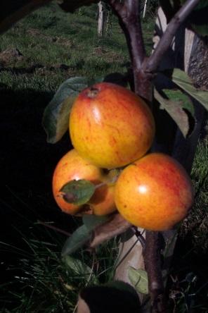 3 eplegrupper Bordeple (Dessert apples) Aroma - Gravenstein Boskoop
