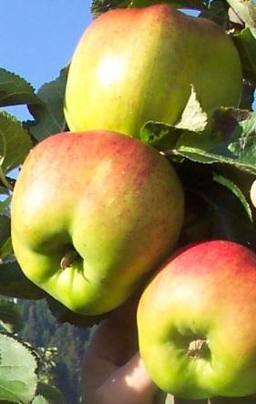 Balansert sukker-syre Aromatisk Husholdningseple (Cooking apples)