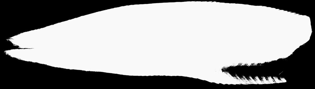Figur 4-8; Prosessert bilde av røntgenbilde (Bilde 4-6), venstrefilet med lengde 53,5 cm. Etter avbildning av filet med alle pinnebeina intakt, ble pinnebeina plukket ut av fileten.