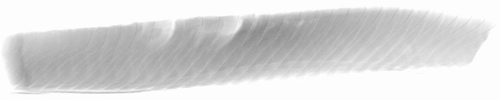 Røntgenbildet nedenfor viser at ett pinnebein i fileten har røket og at resten sitter igjen i fileten. Dette kommer også frem i det prosesserte bildet i Figur 4-.
