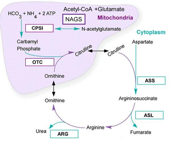 Hele ureasyklus- finnes kun i lever Ureayklus defekter De proksimale ureasyklusdefekter (defekter intramitokondrielt NAGS, CPS-1 og OTC) er de mest