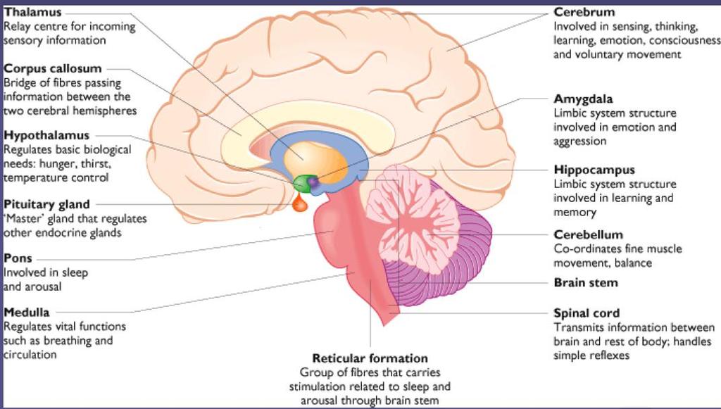 Hjernen Hindbrain Midbrain Forebrain Reticularformation Pons Thalamus Hypothalamus Medulla Cerebellum Hypofysen Limicsystem Cerebral cortex Funksjoner i hjernen: Spinal cord/ ryggmarg: Sender