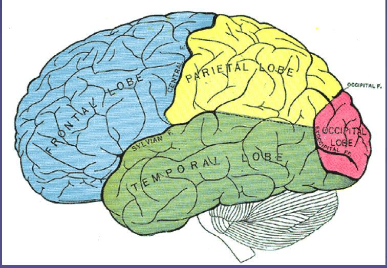 Corpus callosum: Nervebro som gjør at de to hjernehalvdelene kan fungere som en enkelt enhet.