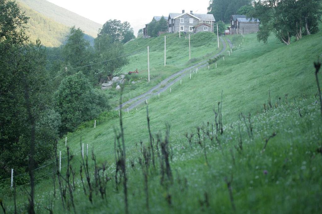 20 Figur 8. Foto; Øystein Folden 06.07.2011. Bildet er tatt ganske langt øst i lokaliteten, mot gårdshusa i vest.