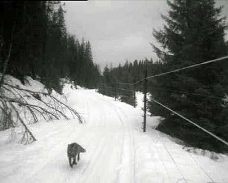 Ingen påkjørsler av tamrein er registrert i samme område innenfor samme tidsrom (figur 17).